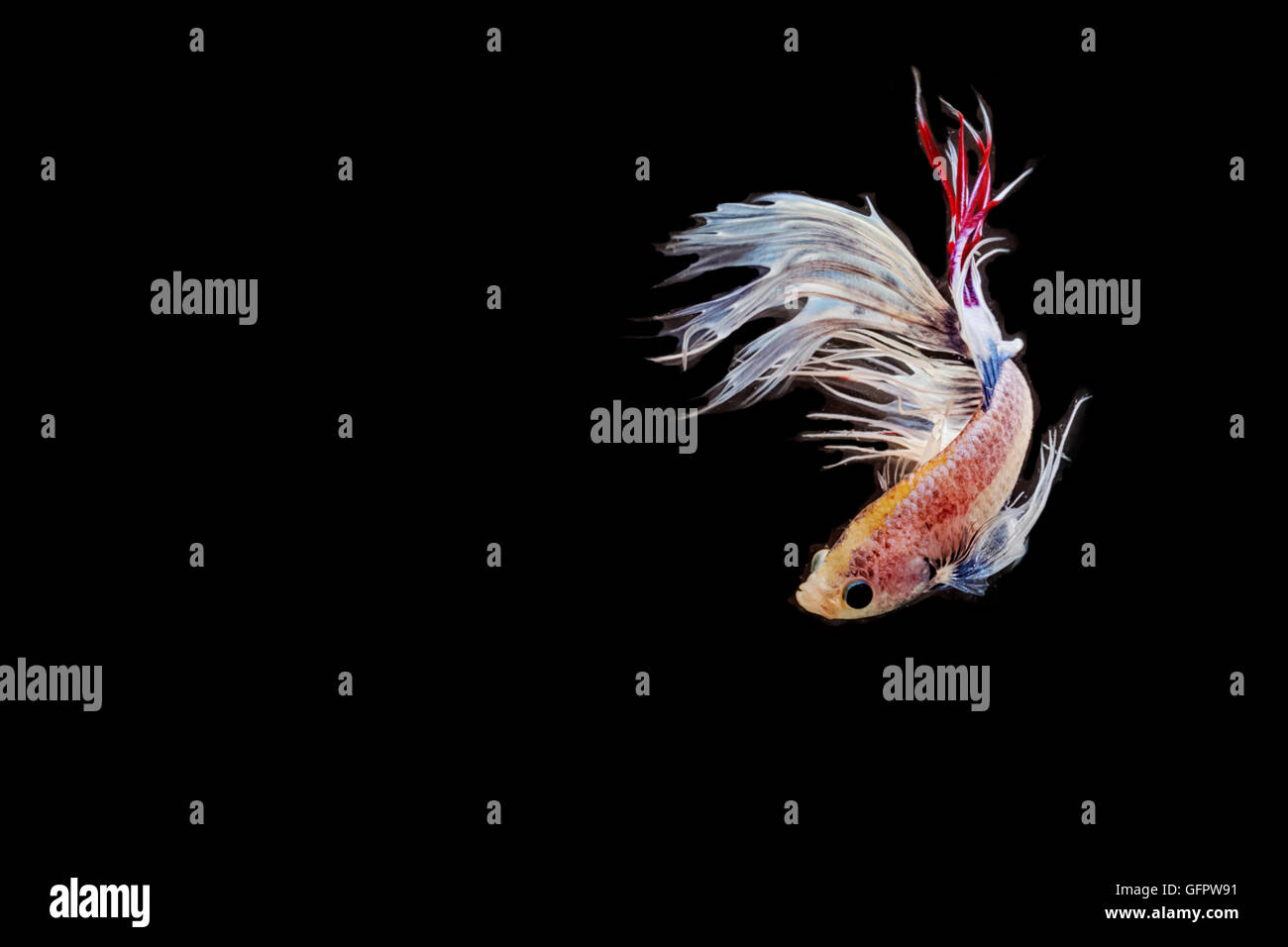 Betta poisson, la lutte contre les déplacements des poissons siamois sur noir blackground Banque D'Images Betta poisson, la lutte contre les déplacements des poissons siamois sur noir blackground Banque D'Images