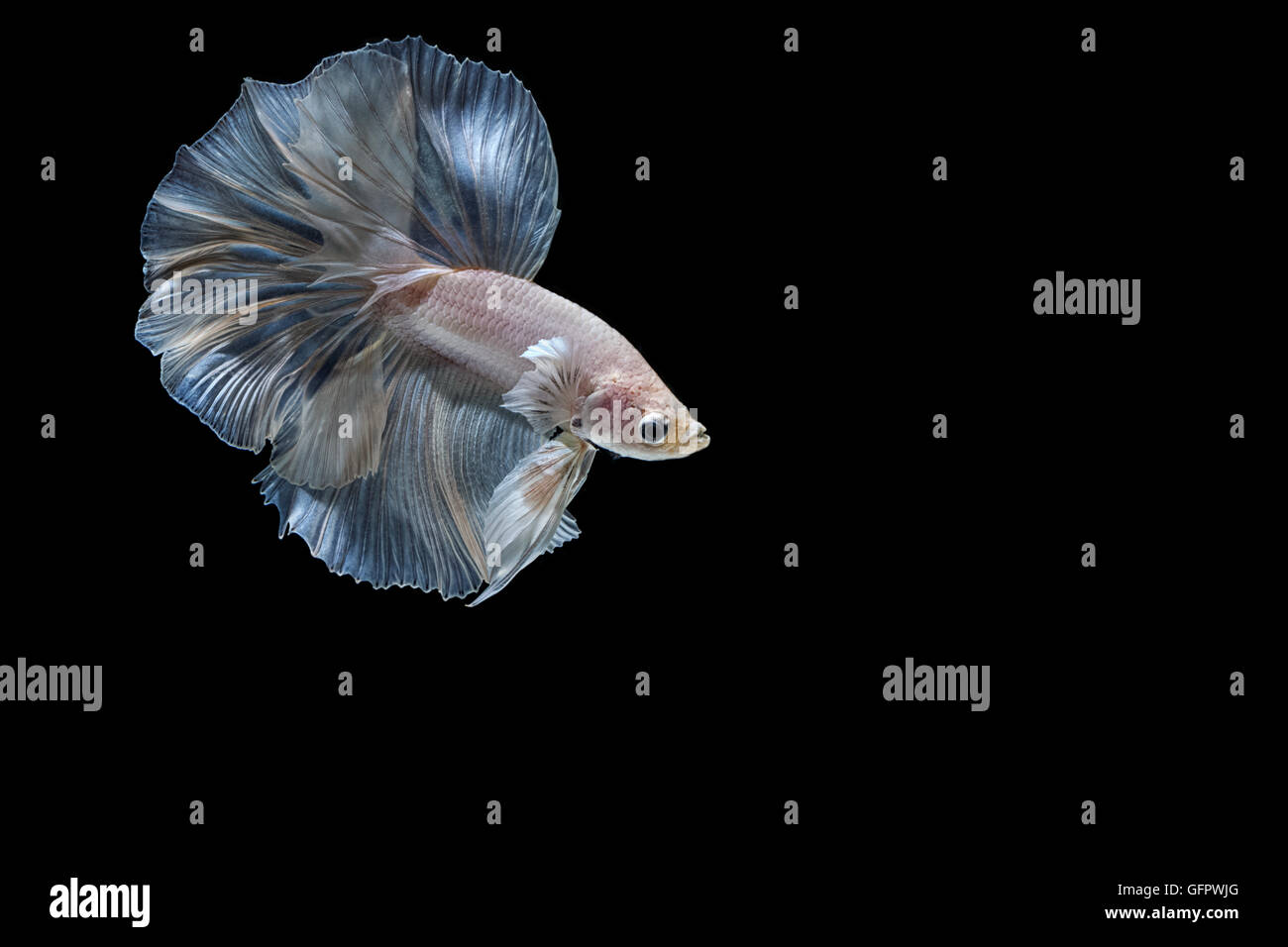 Moment émouvant de poissons de combat siamois blanc isolé sur fond noir Banque D'Images Moment émouvant de poissons de combat siamois blanc isolé sur fond noir Banque D'Images