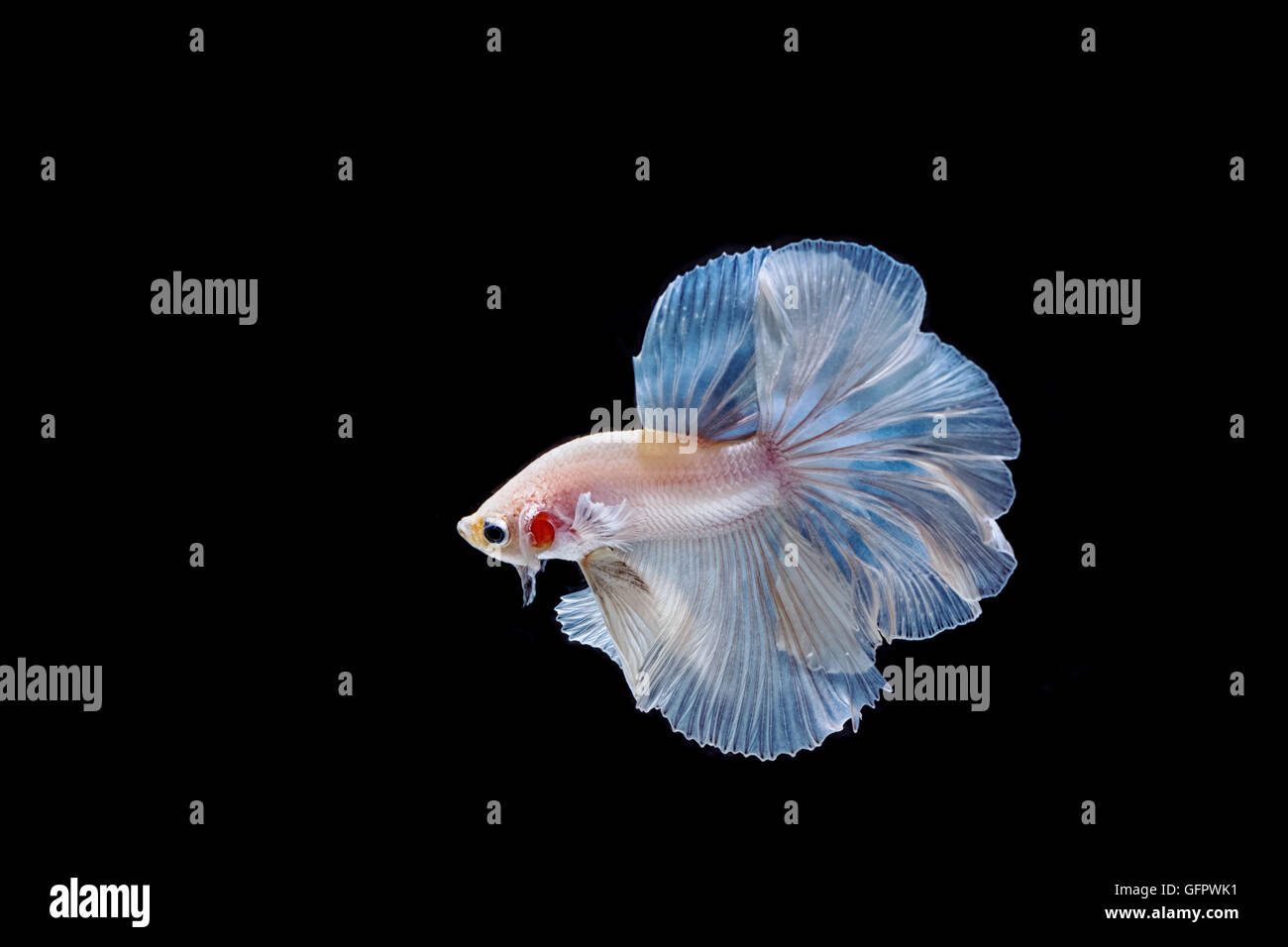 Moment émouvant de poissons de combat siamois blanc isolé sur fond noir Banque D'Images Moment émouvant de poissons de combat siamois blanc isolé sur fond noir Banque D'Images