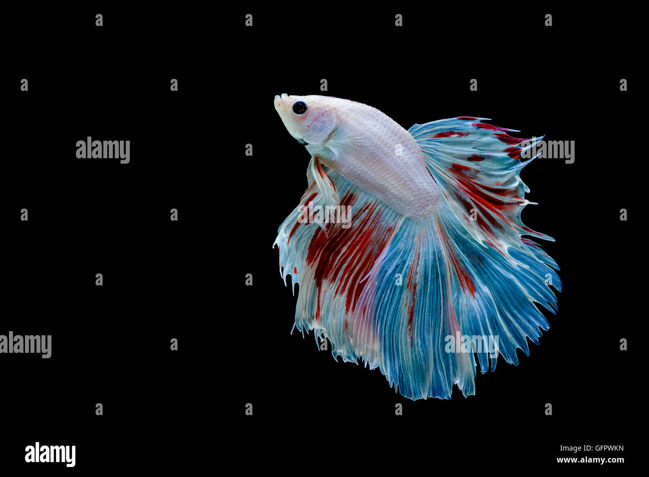Moment de betta poisson, poissons de combat siamois isolé sur fond noir Banque D'Images Moment de betta poisson, poissons de combat siamois isolé sur fond noir Banque D'Images