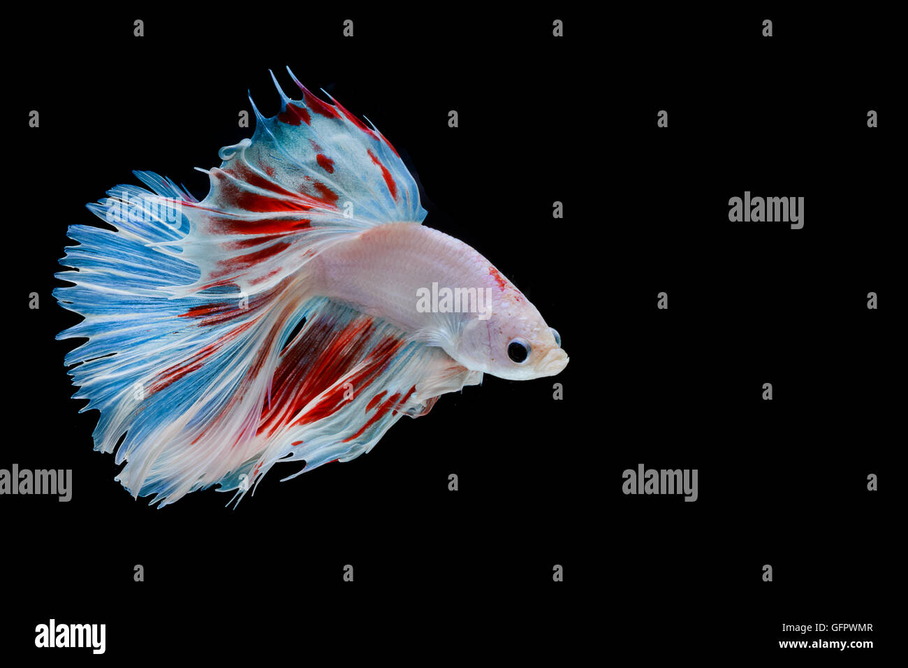 Moment de betta poisson, poissons de combat siamois isolé sur fond noir Banque D'Images Moment de betta poisson, poissons de combat siamois isolé sur fond noir Banque D'Images