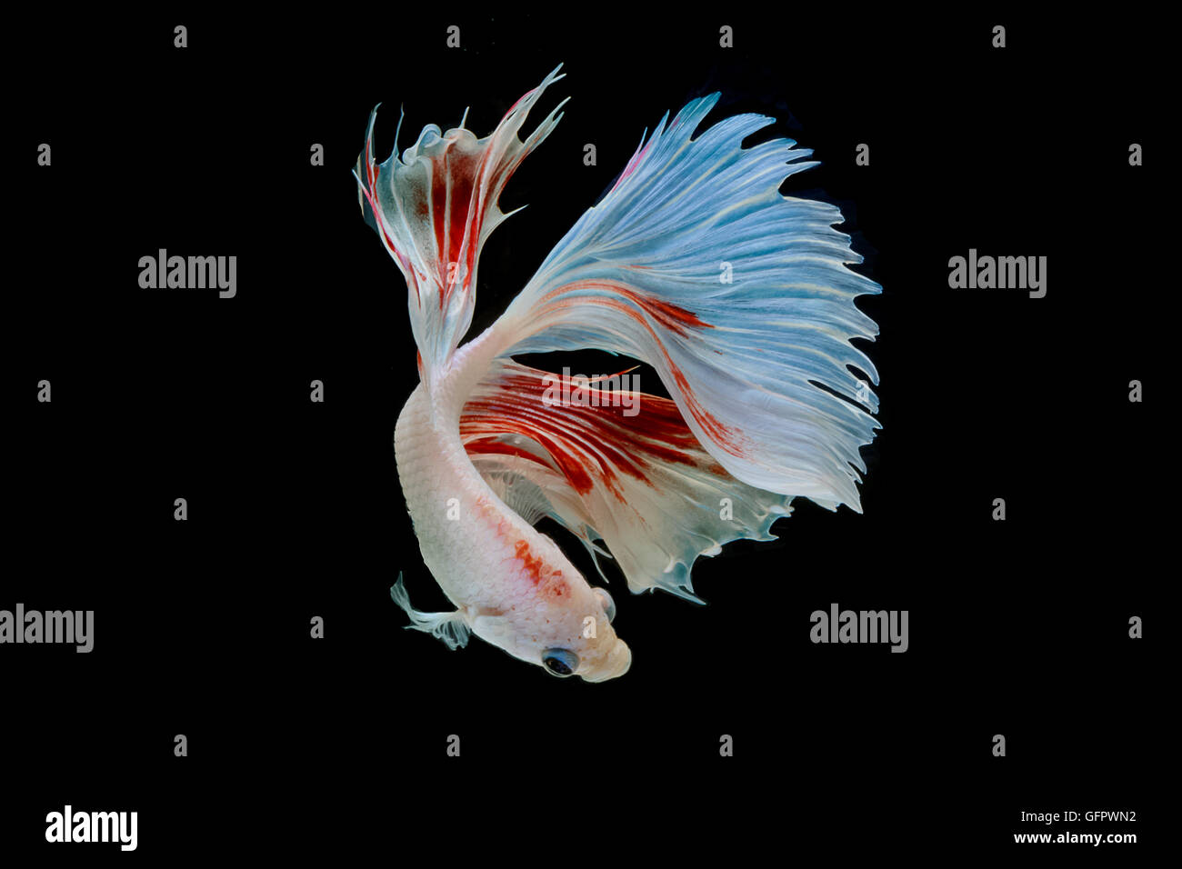 Moment de betta poisson, poissons de combat siamois isolé sur fond noir Banque D'Images Moment de betta poisson, poissons de combat siamois isolé sur fond noir Banque D'Images