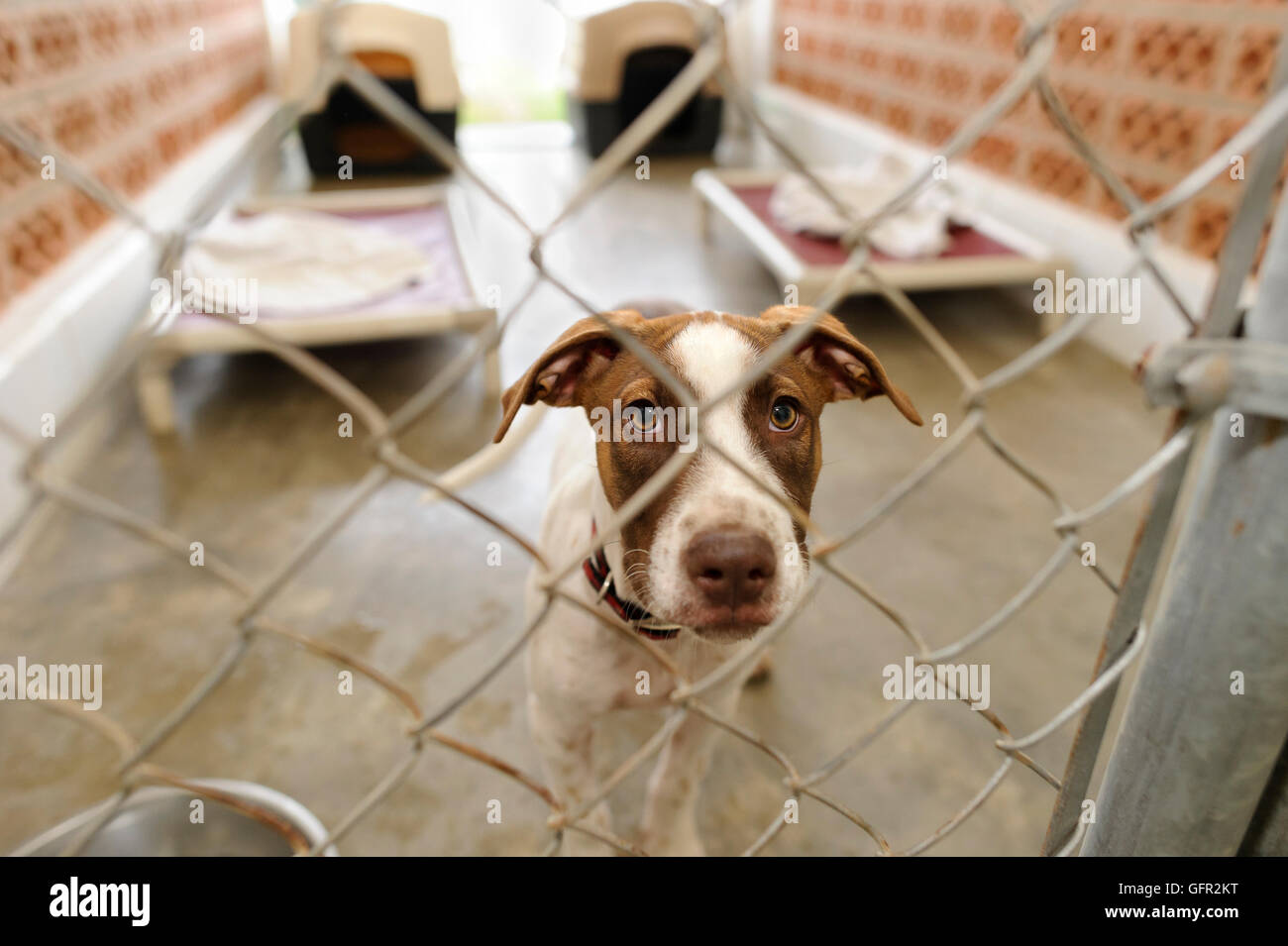 Chien est un abri est un beau chien dans un refuge pour animaux à travers la grille demande si quelqu'un va prendre chez lui t Banque D'Images