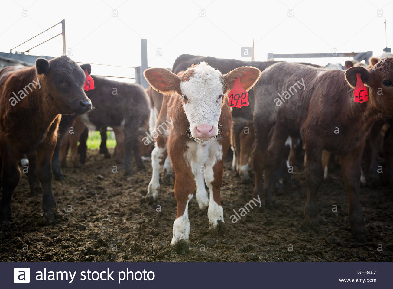 Portrait tagged veau sur cattle ranch Banque D'Images