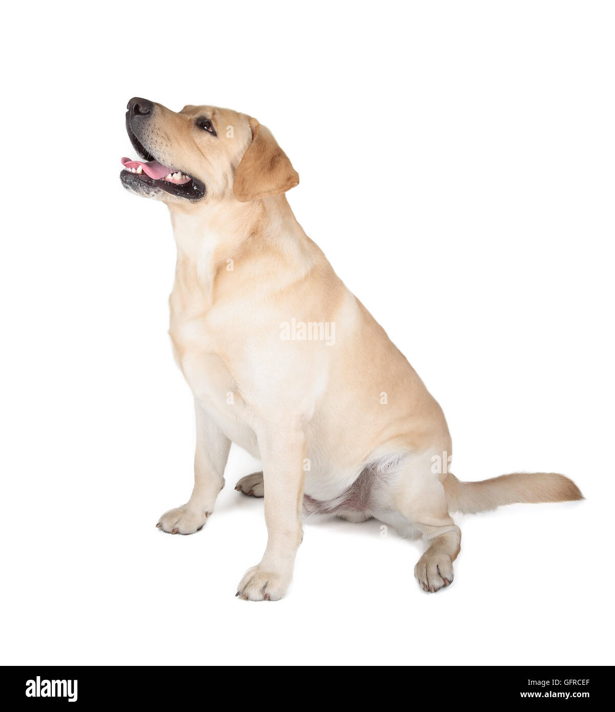 Cute Yellow Labrador Retriever dog sitting isolated on white Banque D'Images