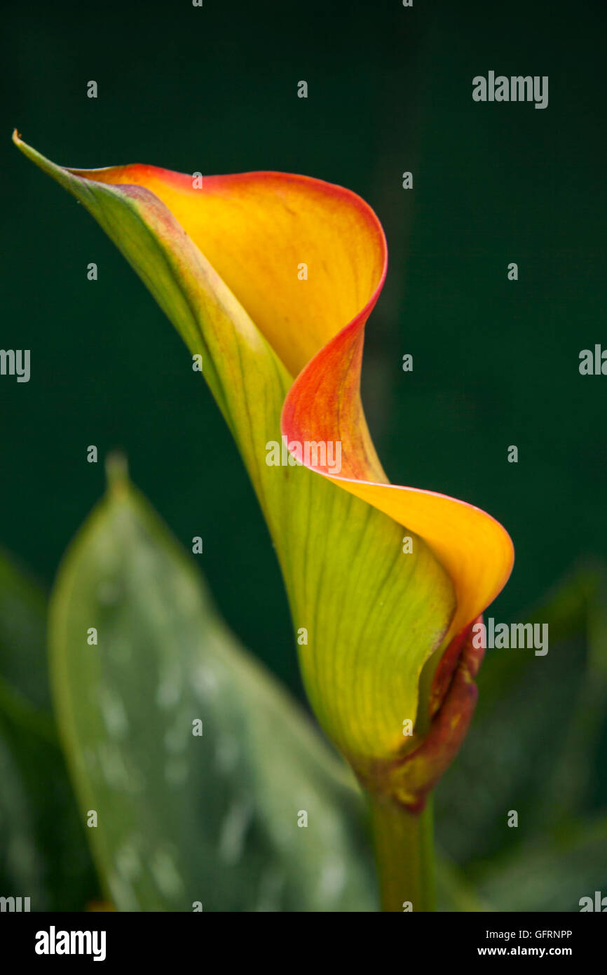 Arum ou calla lily (Zantedeschia aethiopica) dans les tons orange, rouge et  jaune avec des feuilles blanc maculé (repéré Photo Stock - Alamy