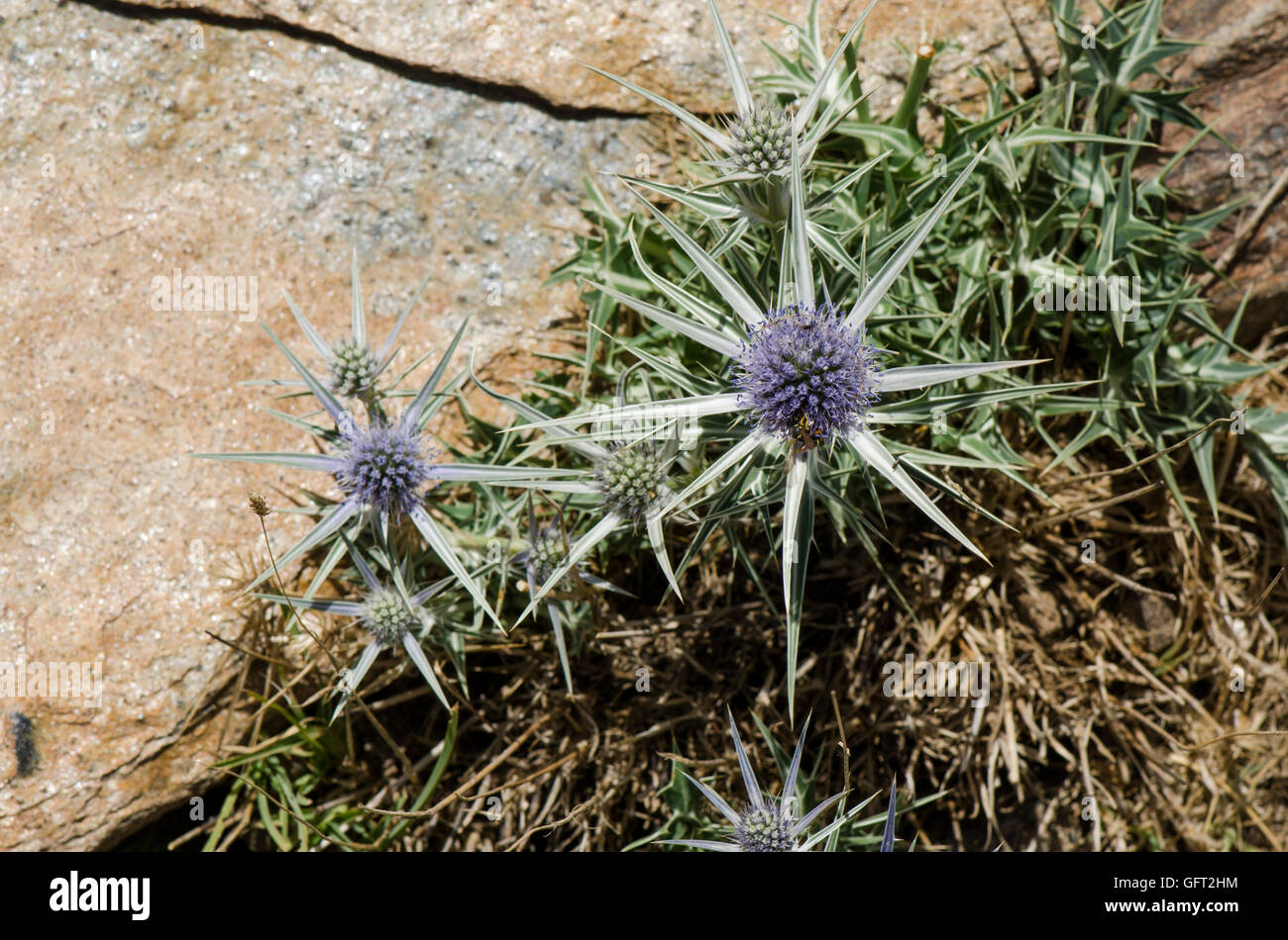 Mer Méditerranée holly, Eryngium bourgatii, fleur plante, la Sierra Nevada, Granada, Espagne. Banque D'Images