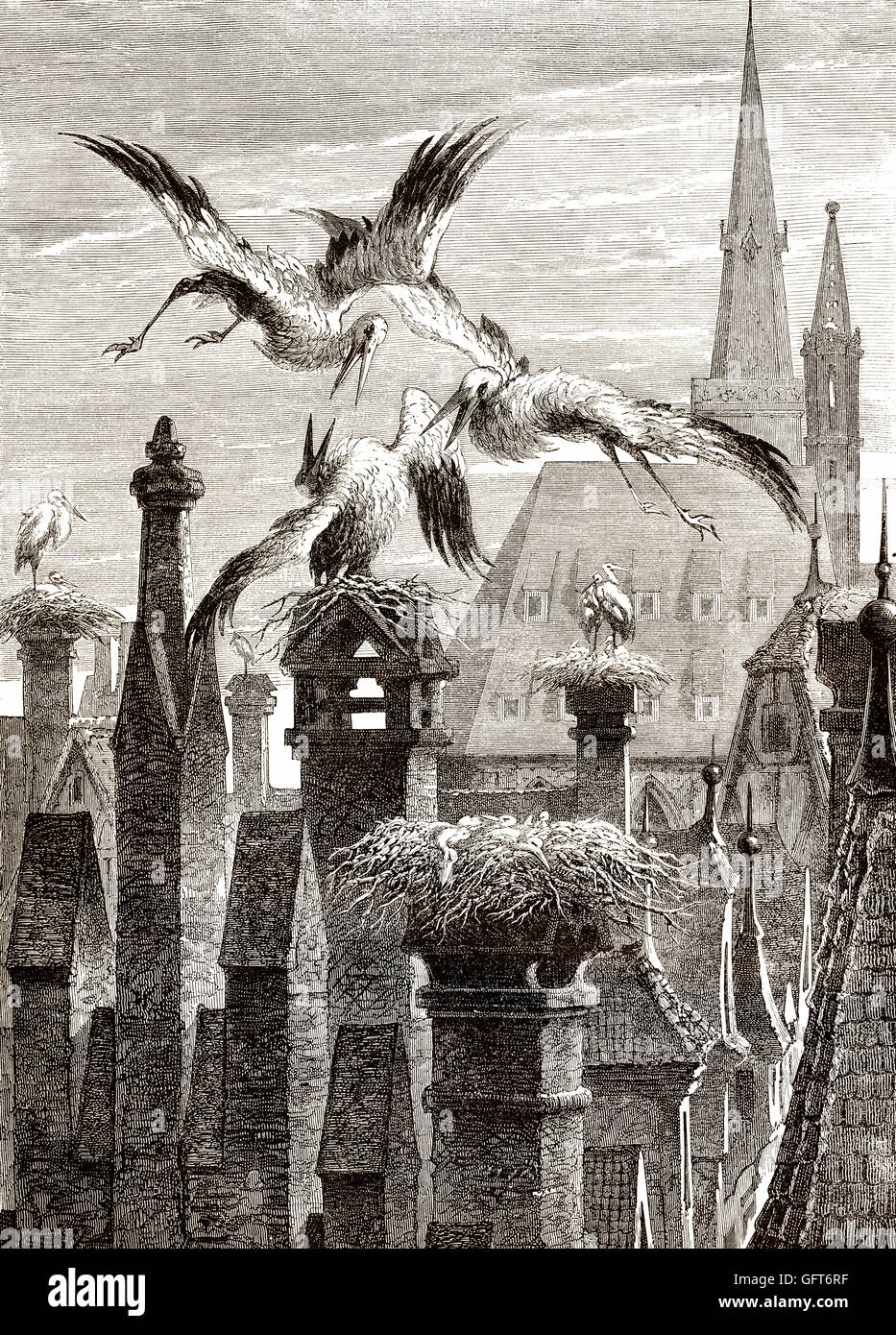 Nids de cigognes dans la ville de Strasbourg, Alsace, France, 19e siècle Banque D'Images