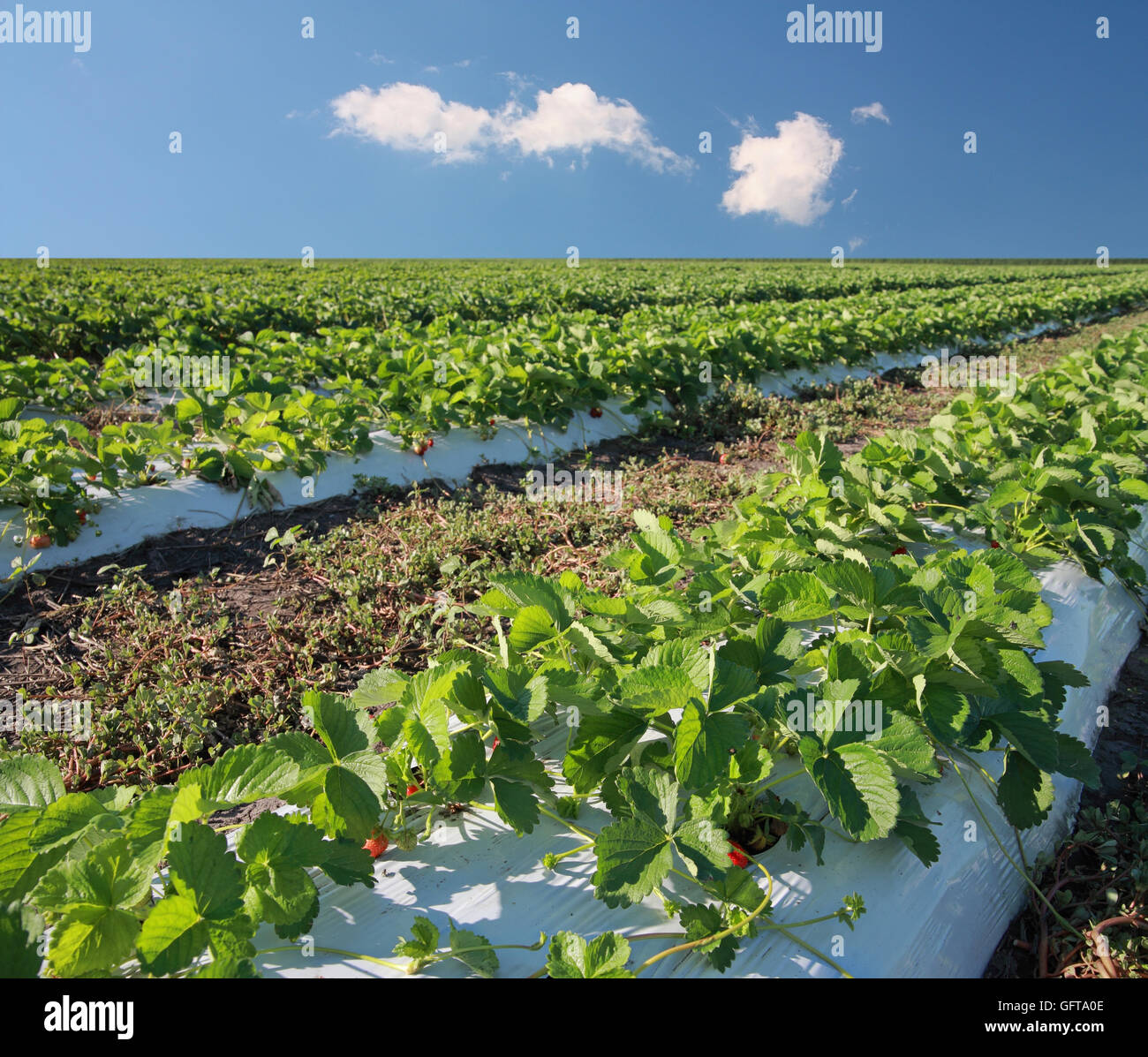 Strawberry field close-up contre le ciel bleu. Paysage de l'Agriculture Banque D'Images