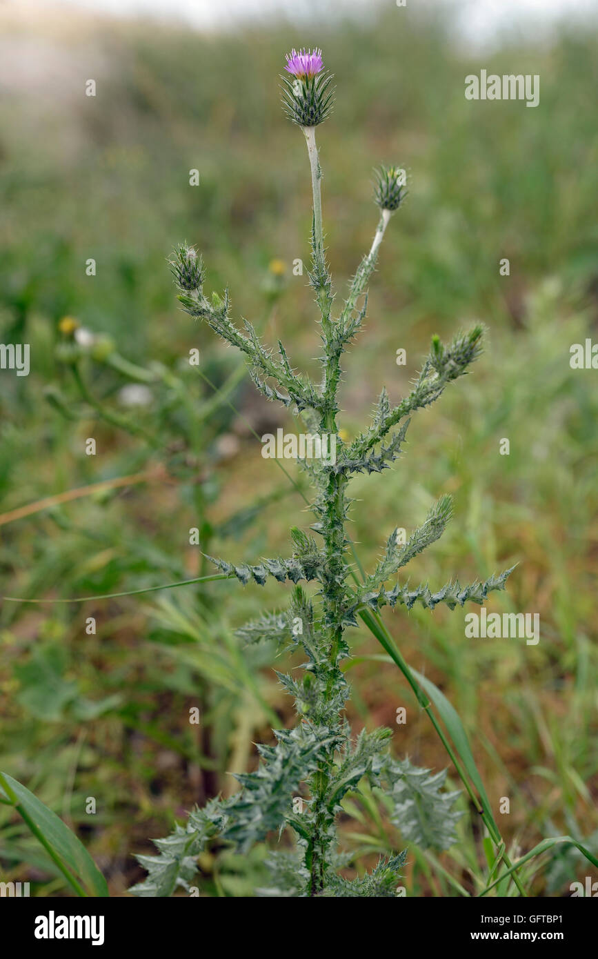 Thistle Carduus acicularis plante de Akrotiri, Chypre Banque D'Images