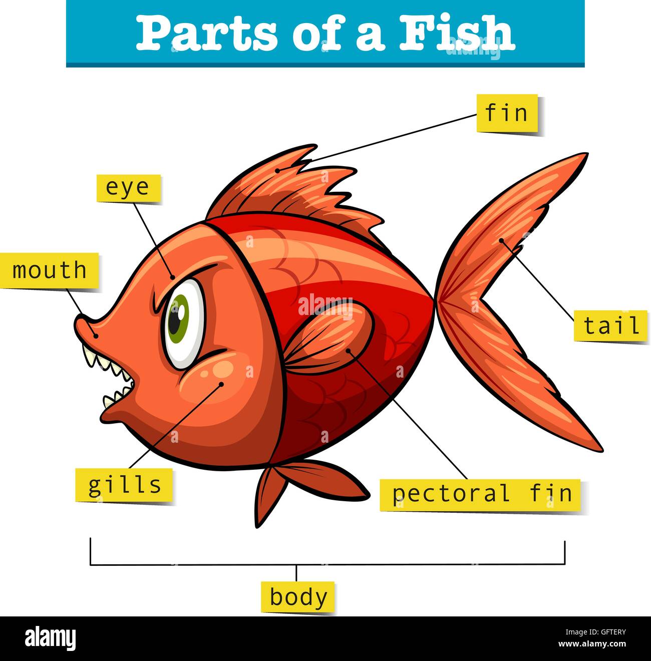 Schéma montrant les parties de poisson illustration Illustration de Vecteur