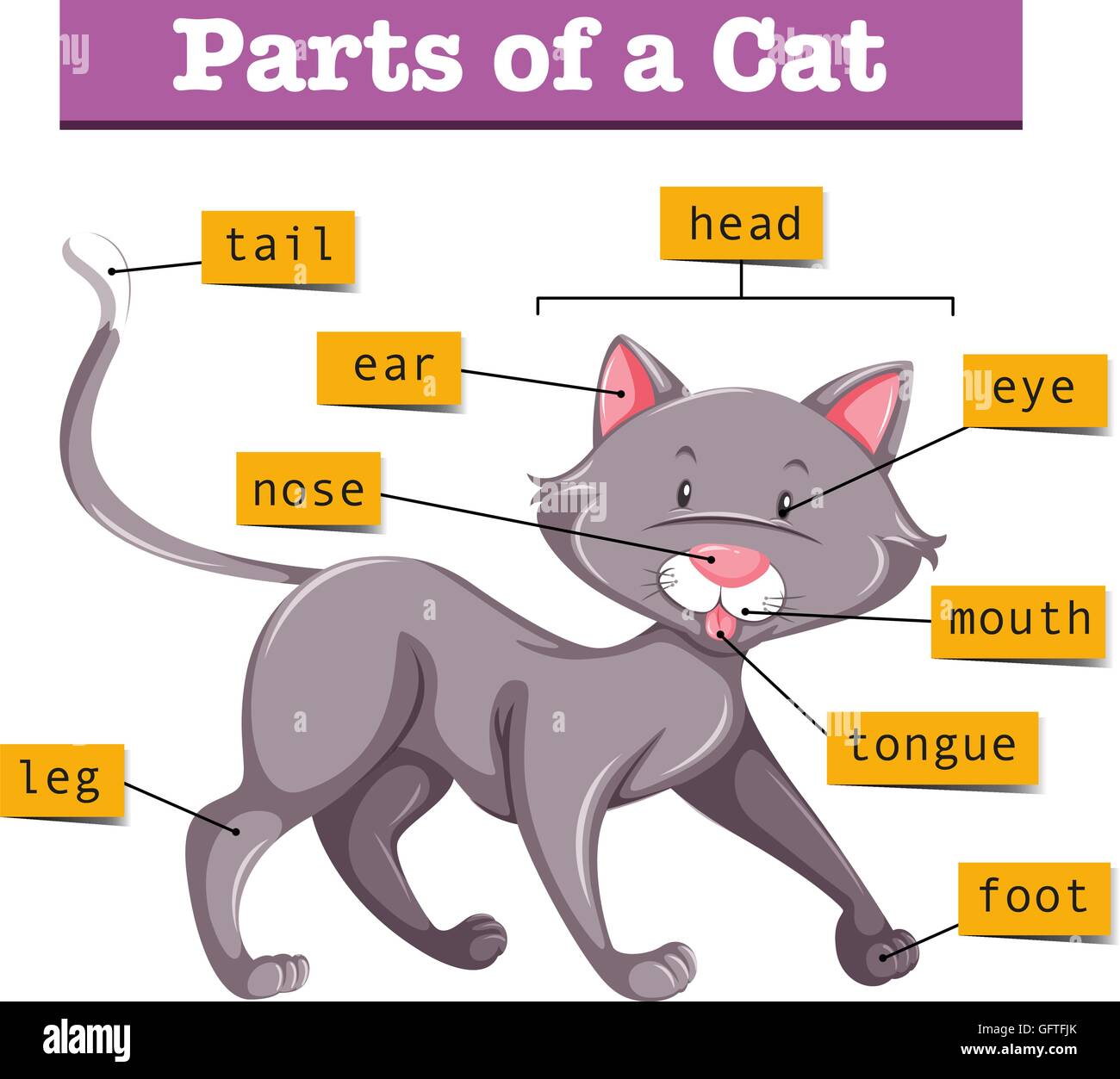 Schema Montrant Certaines Parties De L Illustration De Chat Image Vectorielle Stock Alamy
