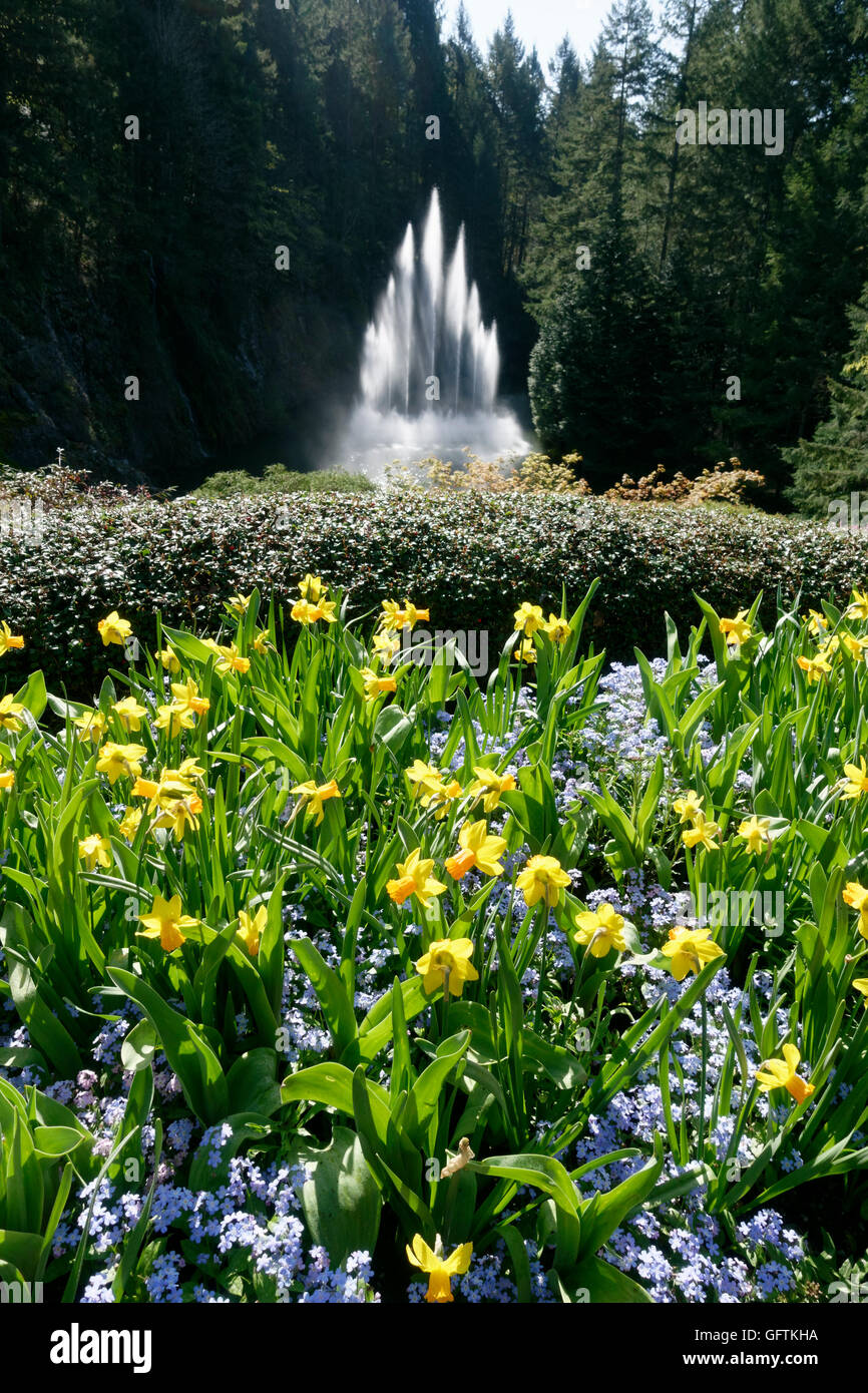 Les Butchart Gardens au printemps, la Fontaine Ross Banque D'Images