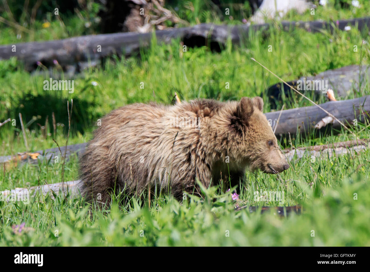 L'Amérique du Nord l'ours brun, Ursus arctos horribilis, cub dans le Parc National de Yellowstone Banque D'Images