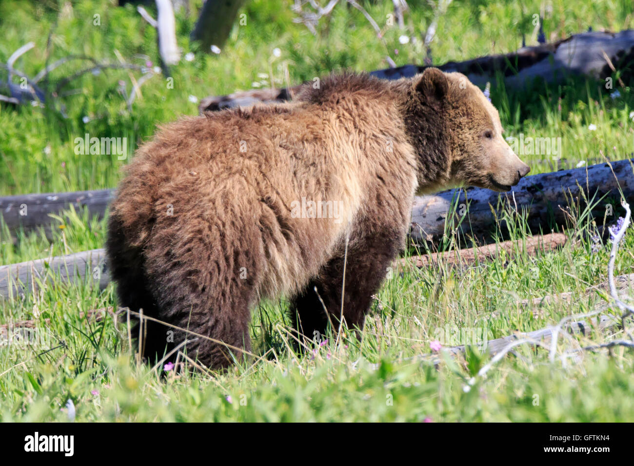 L'Amérique du Nord l'ours brun, Ursus arctos horribilis, semer dans le Parc National de Yellowstone Banque D'Images