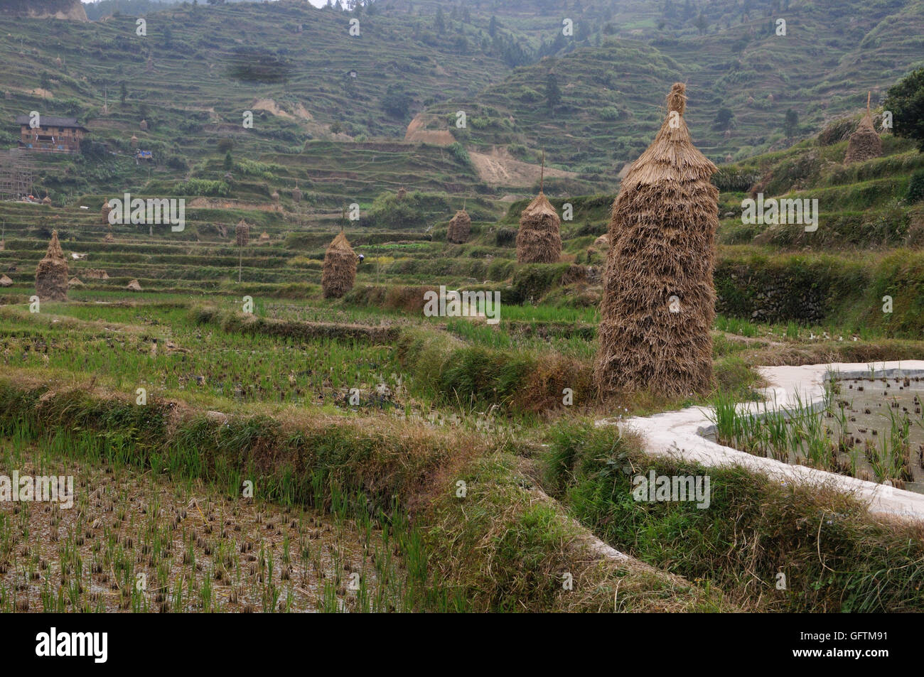 Dans les champs de riz Xijiang, Guizhou Banque D'Images