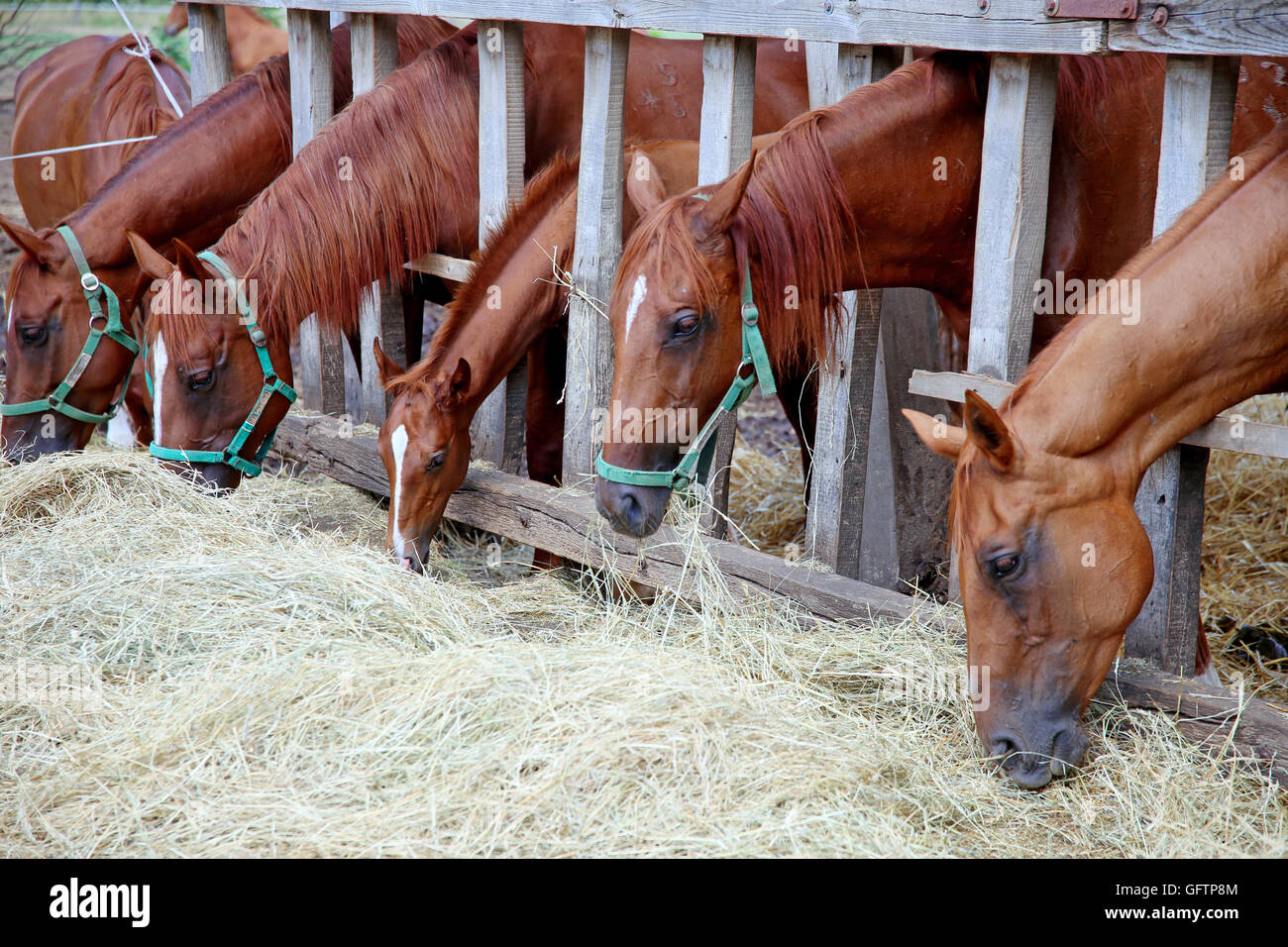 Animal animaux cheval chevaux bay arabian Banque de photographies et d