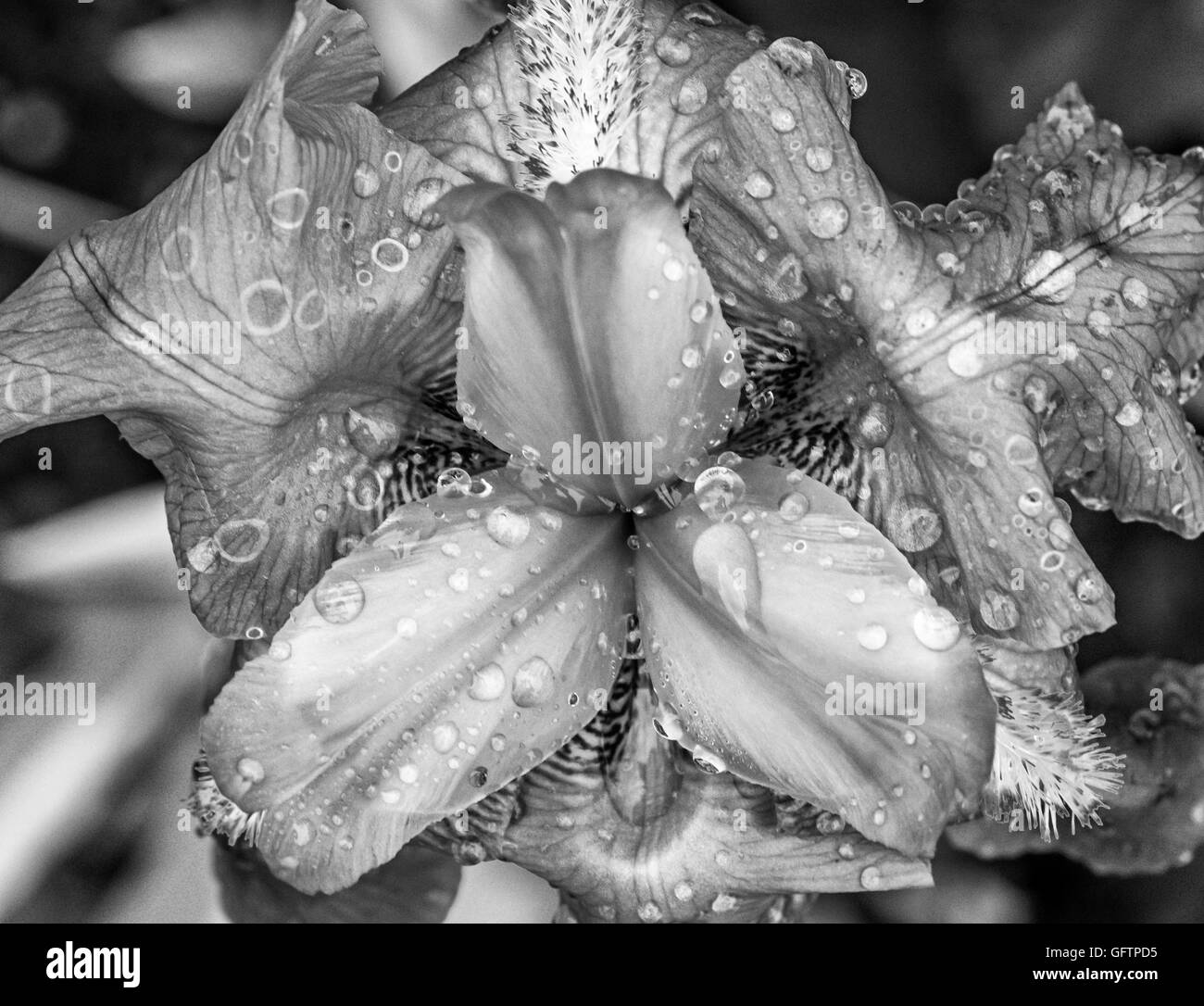 Iris bleu Iris fleur plante Banque D'Images