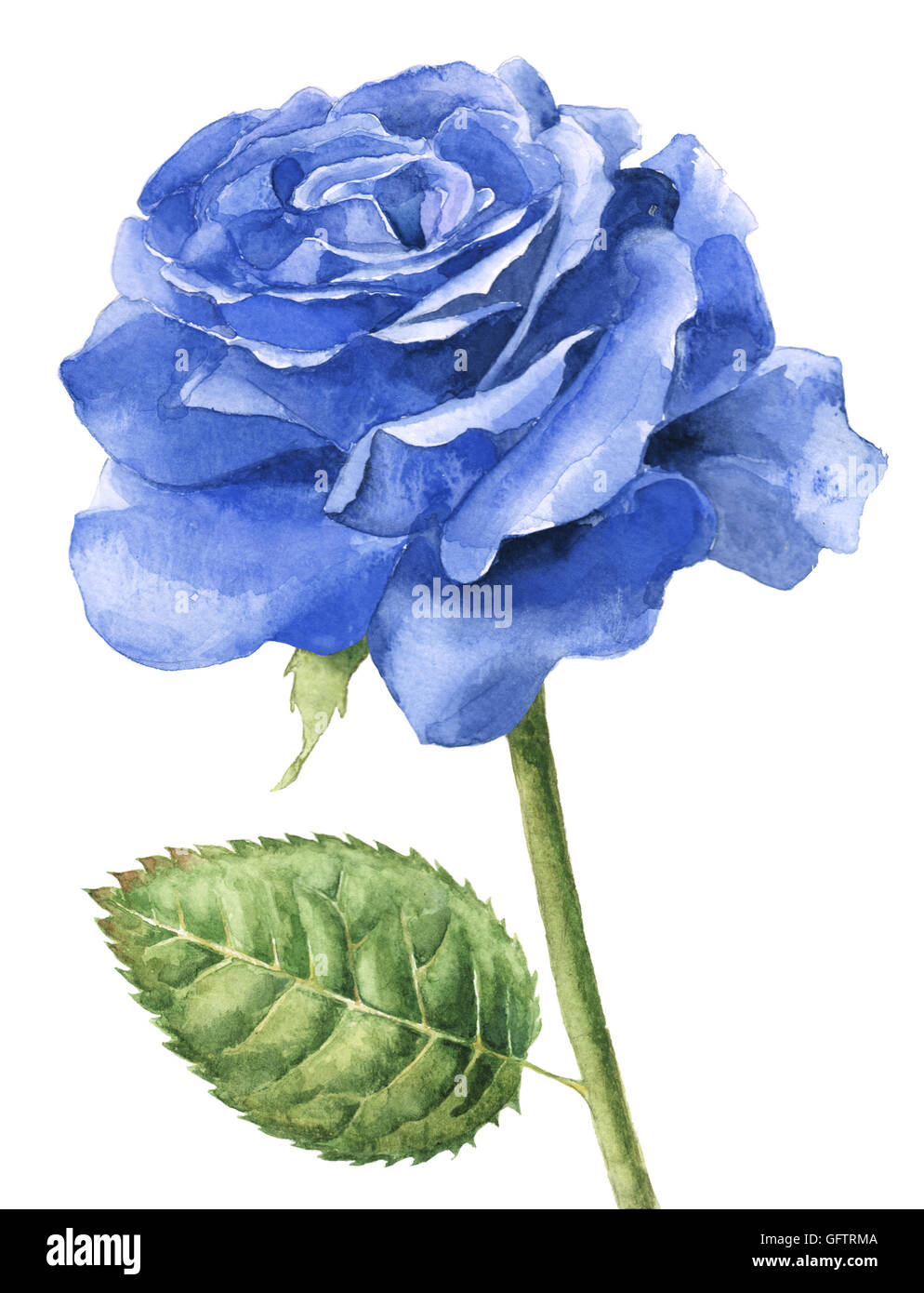 Aquarelle, peinte à la main rose bleue unique en pleine floraison. Banque D'Images