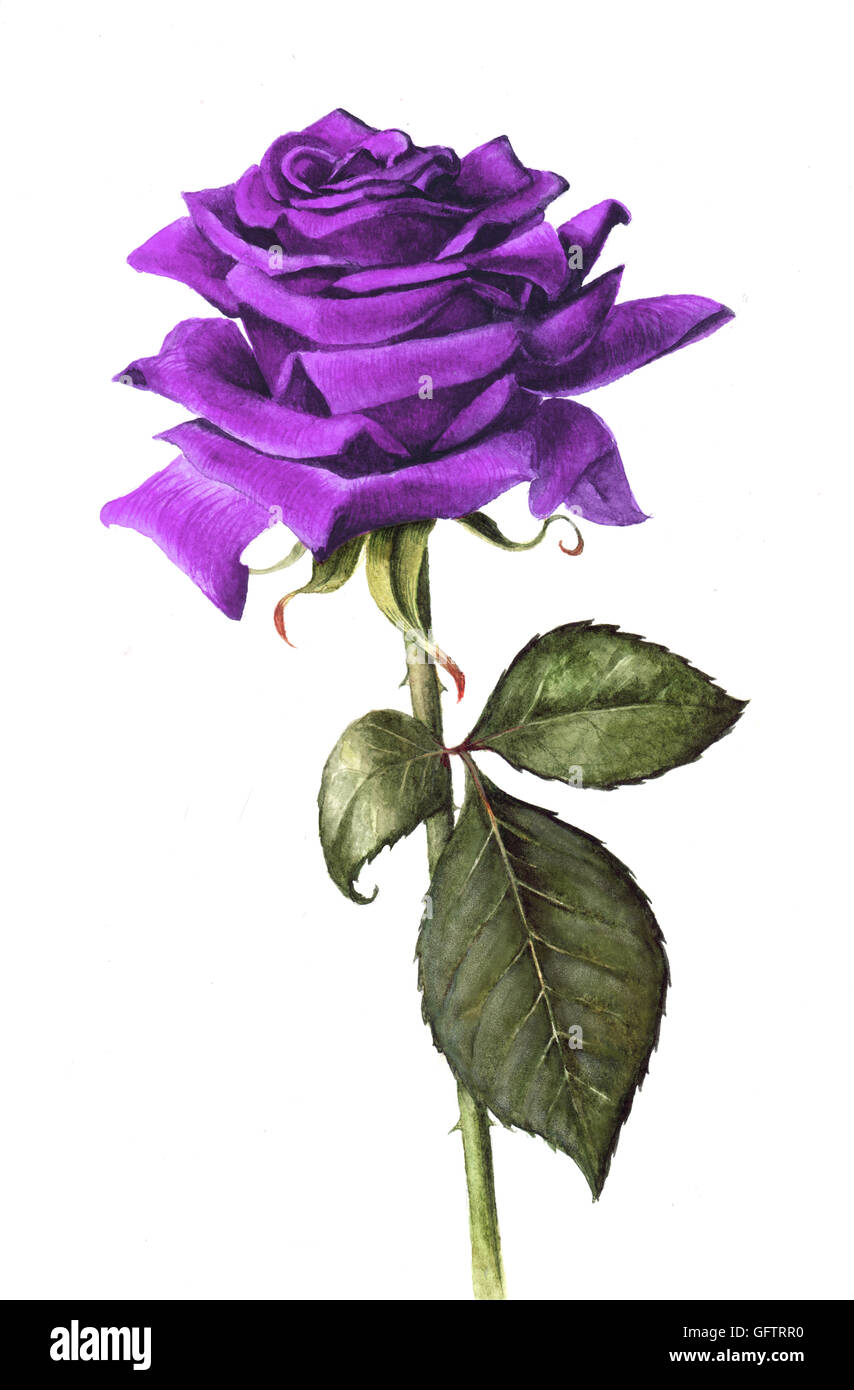 Violet rose peint à la main unique isolé sur un fond blanc. Peints à l'aquarelle. Banque D'Images