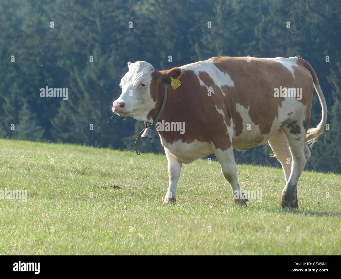 Bio, nourris d'herbe, de la viande bovine. Mâle peut peser jusqu'à 1200 kg ou 2600 kg, tandis que les femmes pèse jusqu'à 1000 kg ou 2200 kg Banque D'Images