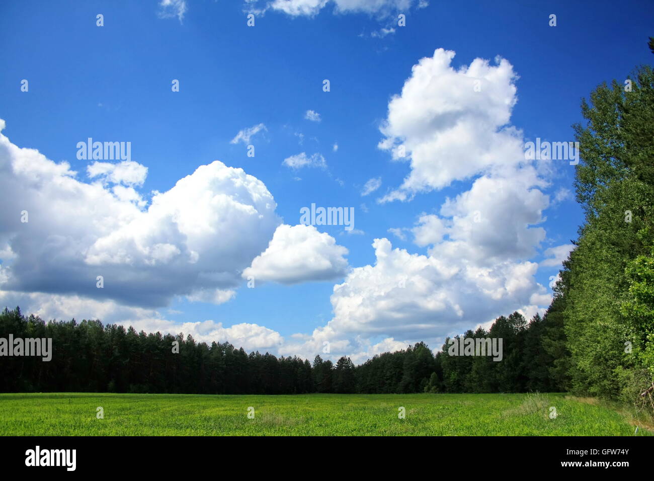 Champ printemps bordé d'une forêt, et le ciel avec les nuages pittoresque Banque D'Images