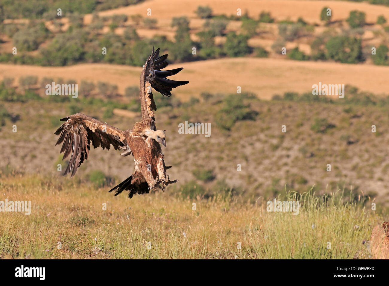 Vautour fauve eurasien entrée en terre Banque D'Images