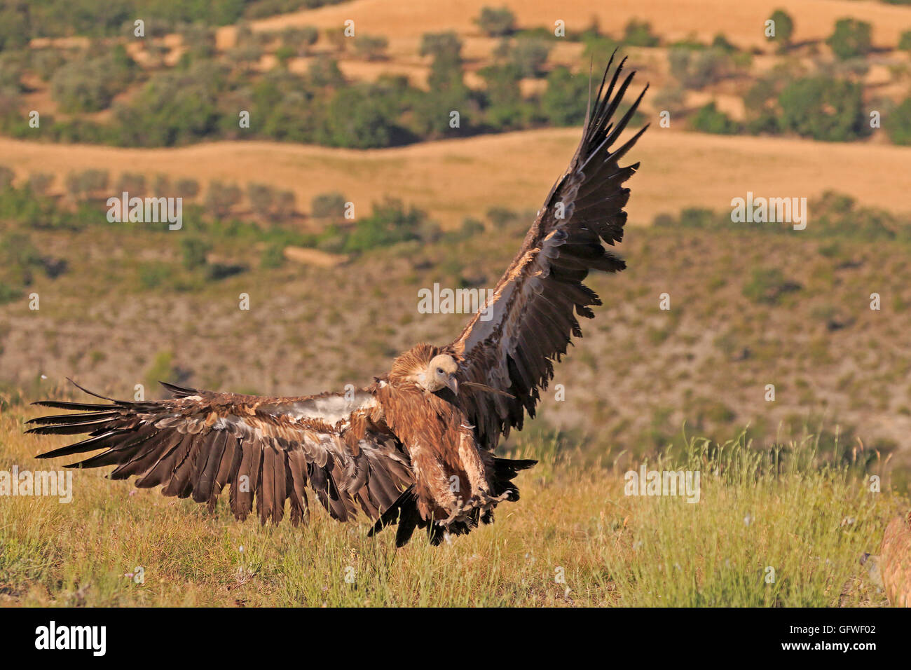 Vautour fauve eurasien entrée en terre Banque D'Images