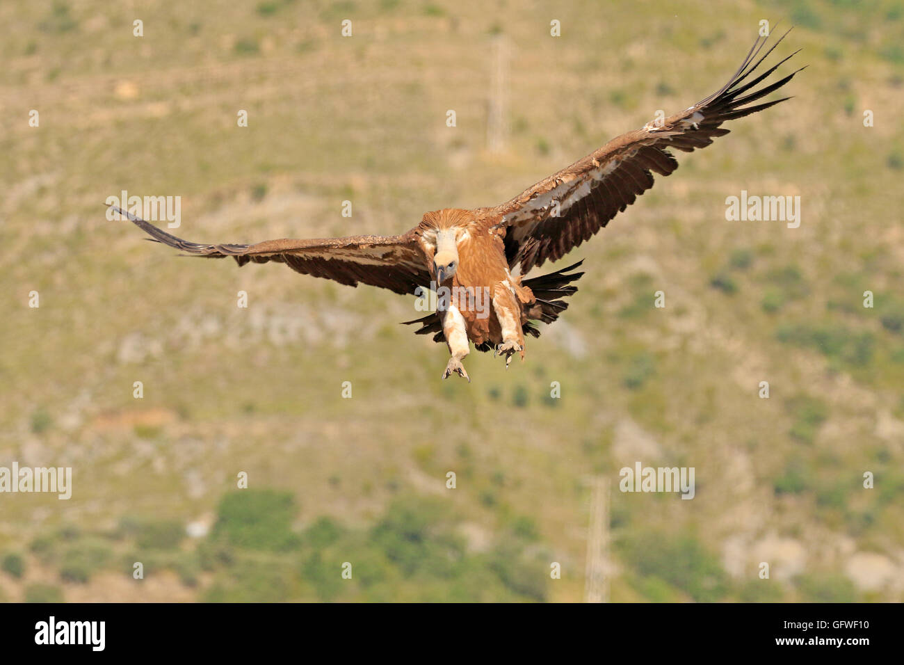 Vautour fauve eurasien entrée en terre Banque D'Images