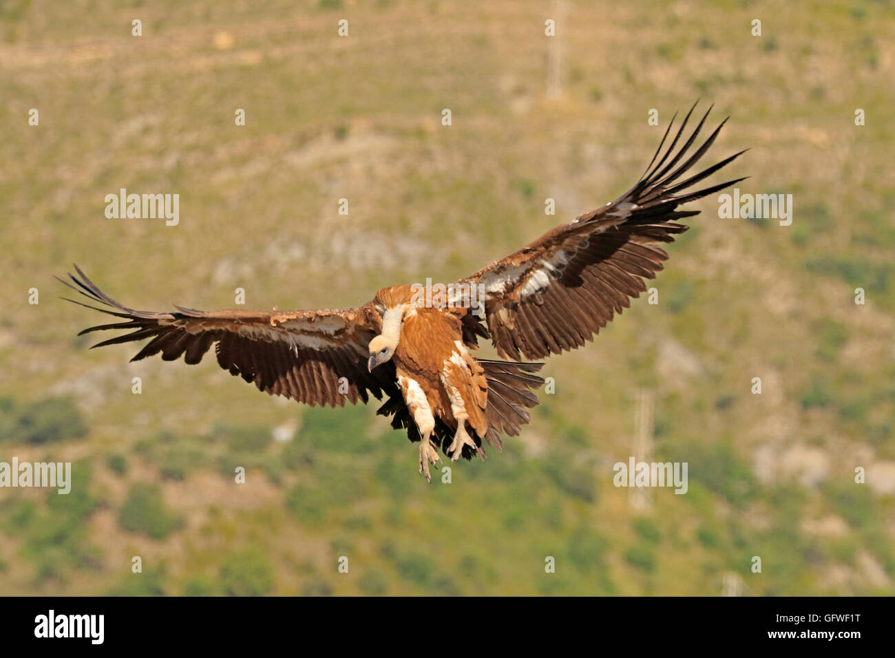 Vautour fauve eurasien entrée en terre Banque D'Images