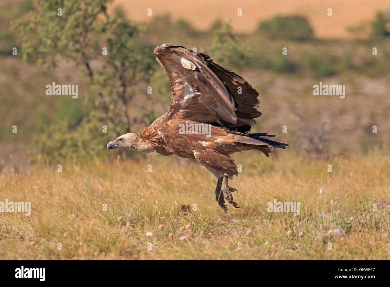 Vautour fauve eurasien entrée en terre Banque D'Images
