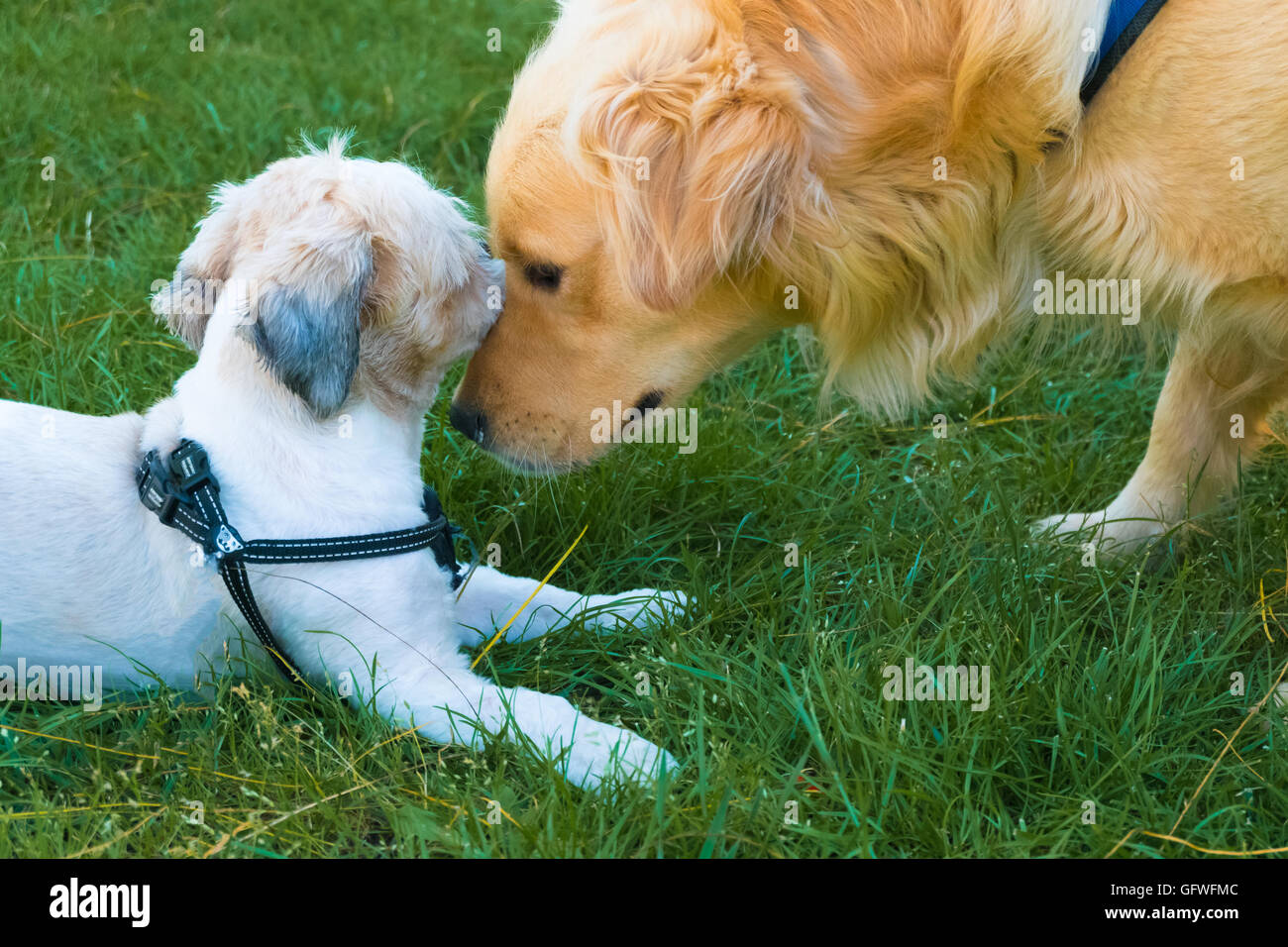 Grand chien posa sa tête sur les petits chiens Banque D'Images