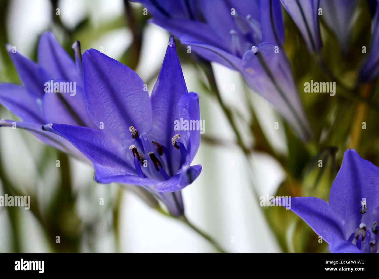 Macro de fleur bleue brodiaea parmi d'autres fleurs, également connu sous le nom de cluster-lily Banque D'Images