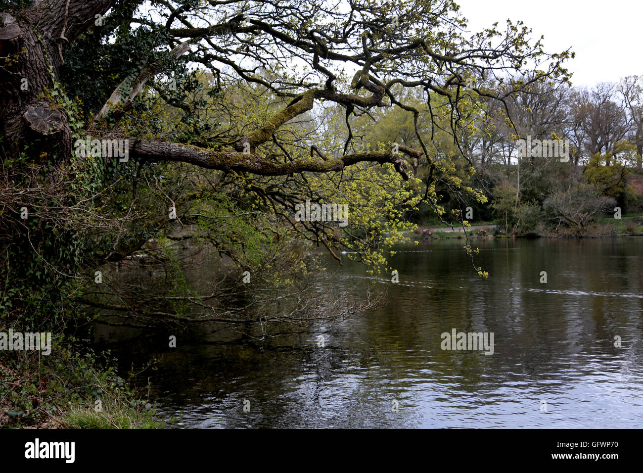 Surrey Angleterre d'arbres au Hanging Bruntsfield Hotel Banque D'Images