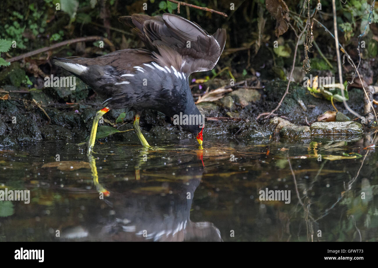 Gallinule poule-d'adultes à la recherche de nourriture à partir d'un étang peu profond Banque D'Images