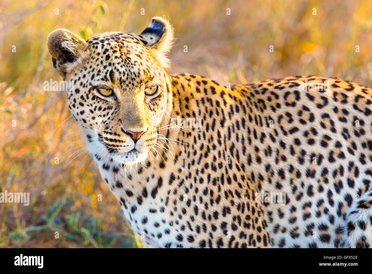 Leopard africaine à la grande plaine du Serengeti Banque D'Images