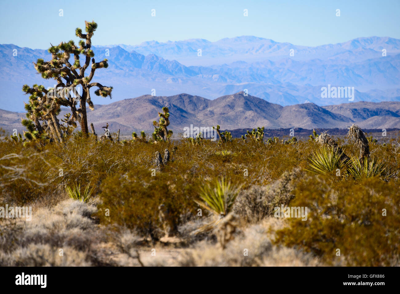 Mojave National Preserve Banque D'Images