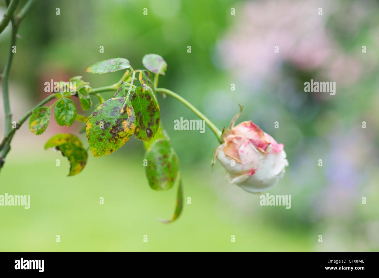 Diplocarpon rosae. Tache noire rose (maladie fongique) sur les feuilles Banque D'Images Diplocarpon rosae. Tache noire rose (maladie fongique) sur les feuilles Banque D'Images
