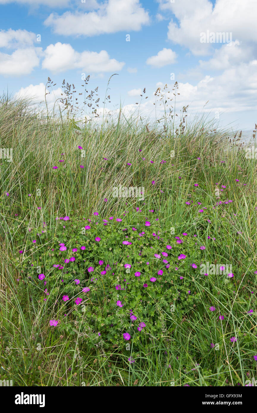 Geranium sanguineum. Géranium sanguin fleurs dans les dunes de sable le long de la côte de Northumberland. UK Banque D'Images