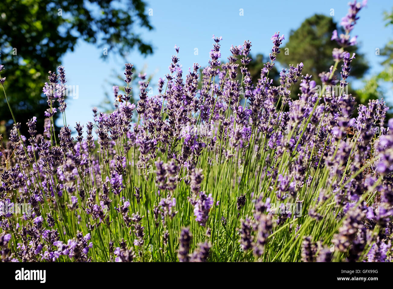 Les abeilles à miel de lavande avec de plus en plus le Lot et Dordogne, France Juillet 2016 Banque D'Images