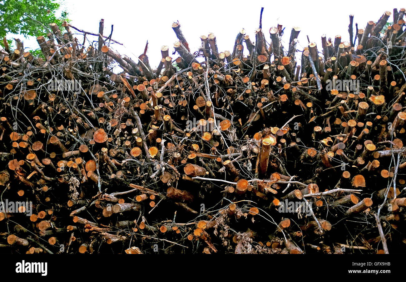Piles de bois le Lot et Dordogne régions de France Europe Banque D'Images