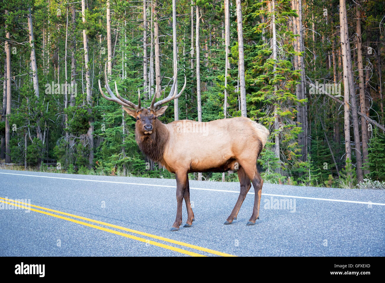 Grand Elk traversant une route dans le Parc National de Yellowstone Banque D'Images