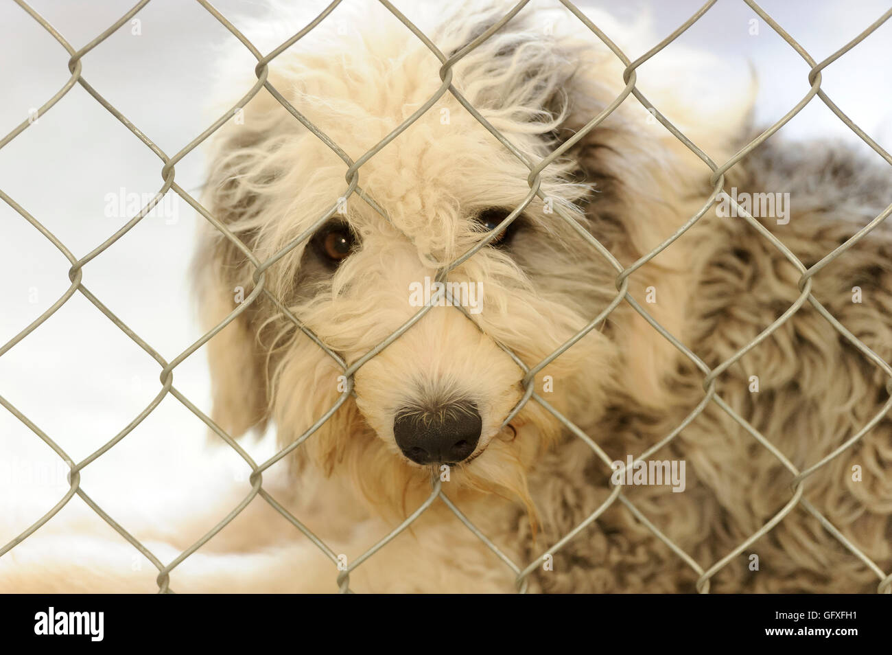 Chien est un abri est un beau chien dans un refuge pour animaux à travers la grille demande si quelqu'un va prendre chez lui t Banque D'Images