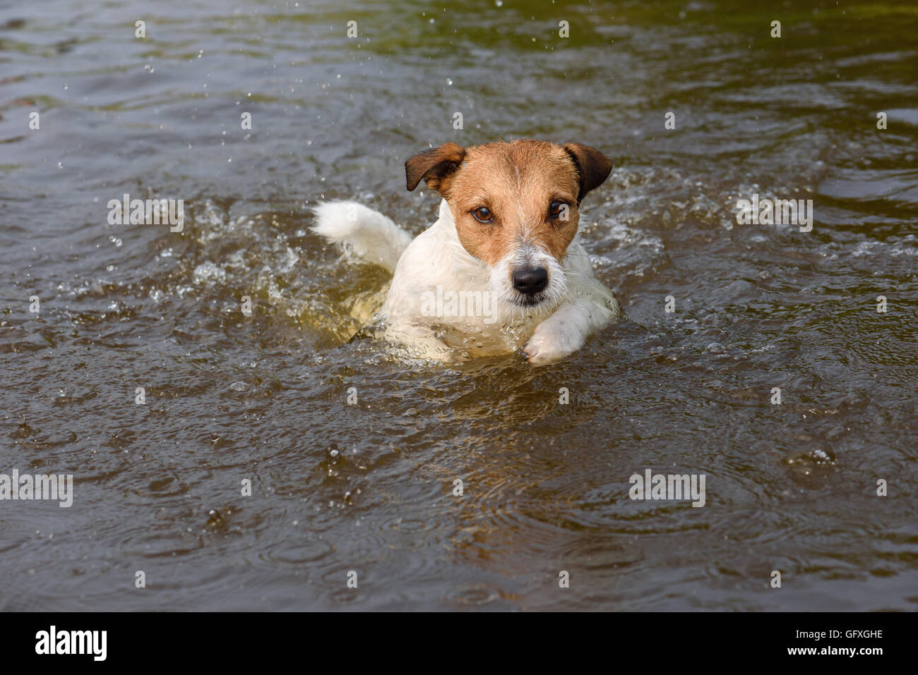 Chien à la recherche intelligente en jouant fixement et la natation dans l'eau Banque D'Images