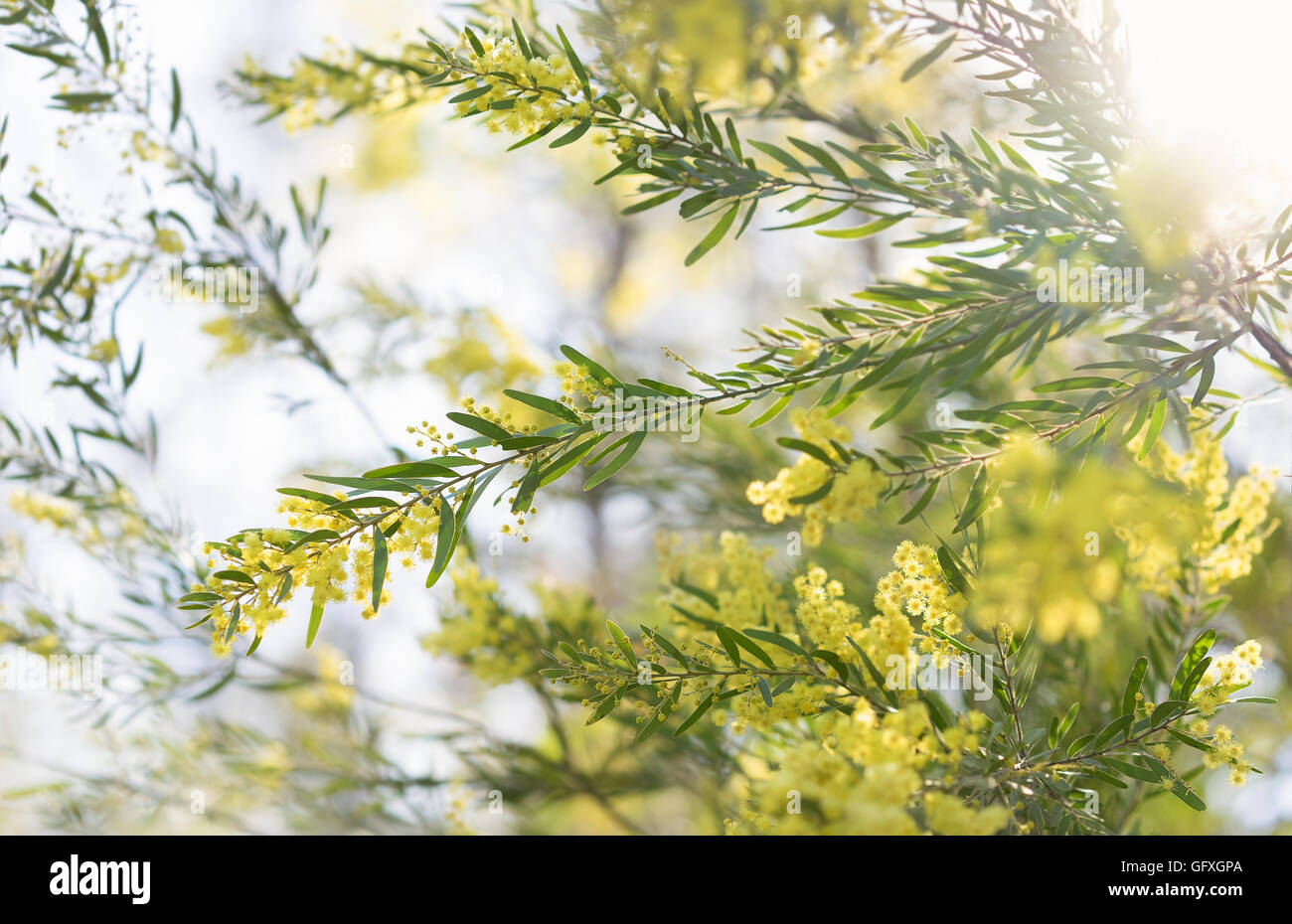 Tôt le matin, les fleurs de mimosa jaune australien en soleil Banque D'Images