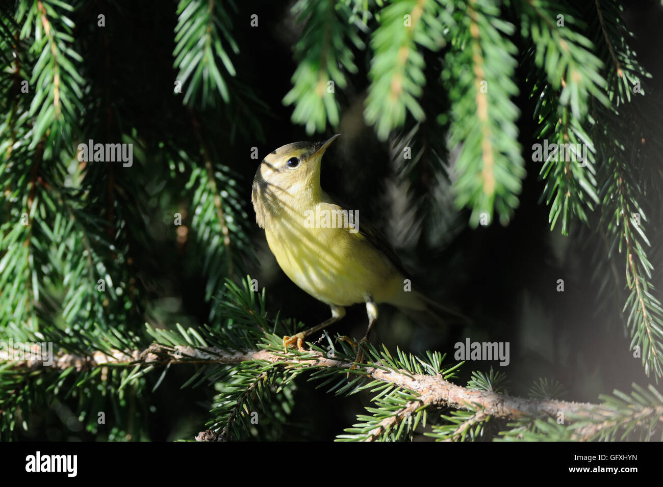 Perching Willow Warbler (Phylloscopus trochilus) à branches de sapin. Yaroslavl region, Russie Banque D'Images