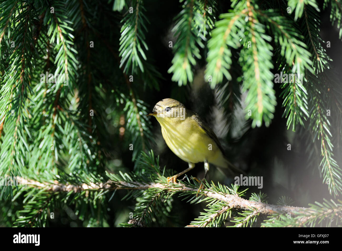 Perching Willow Warbler (Phylloscopus trochilus) à branches de sapin. Yaroslavl region, Russie Banque D'Images