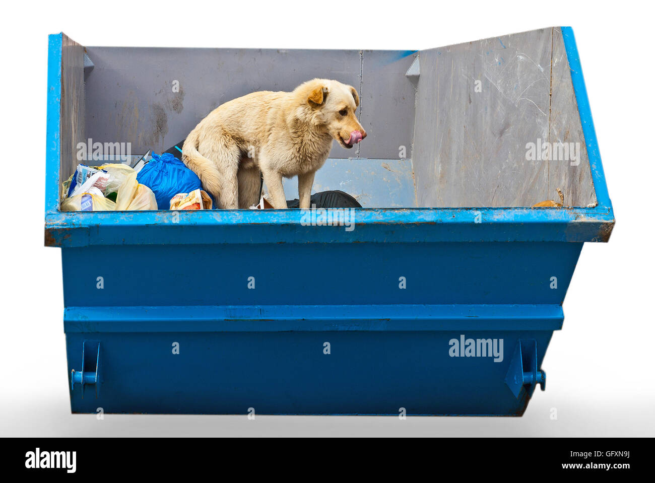 chien sans abri dans la poubelle, isolé Photo Stock - Alamy