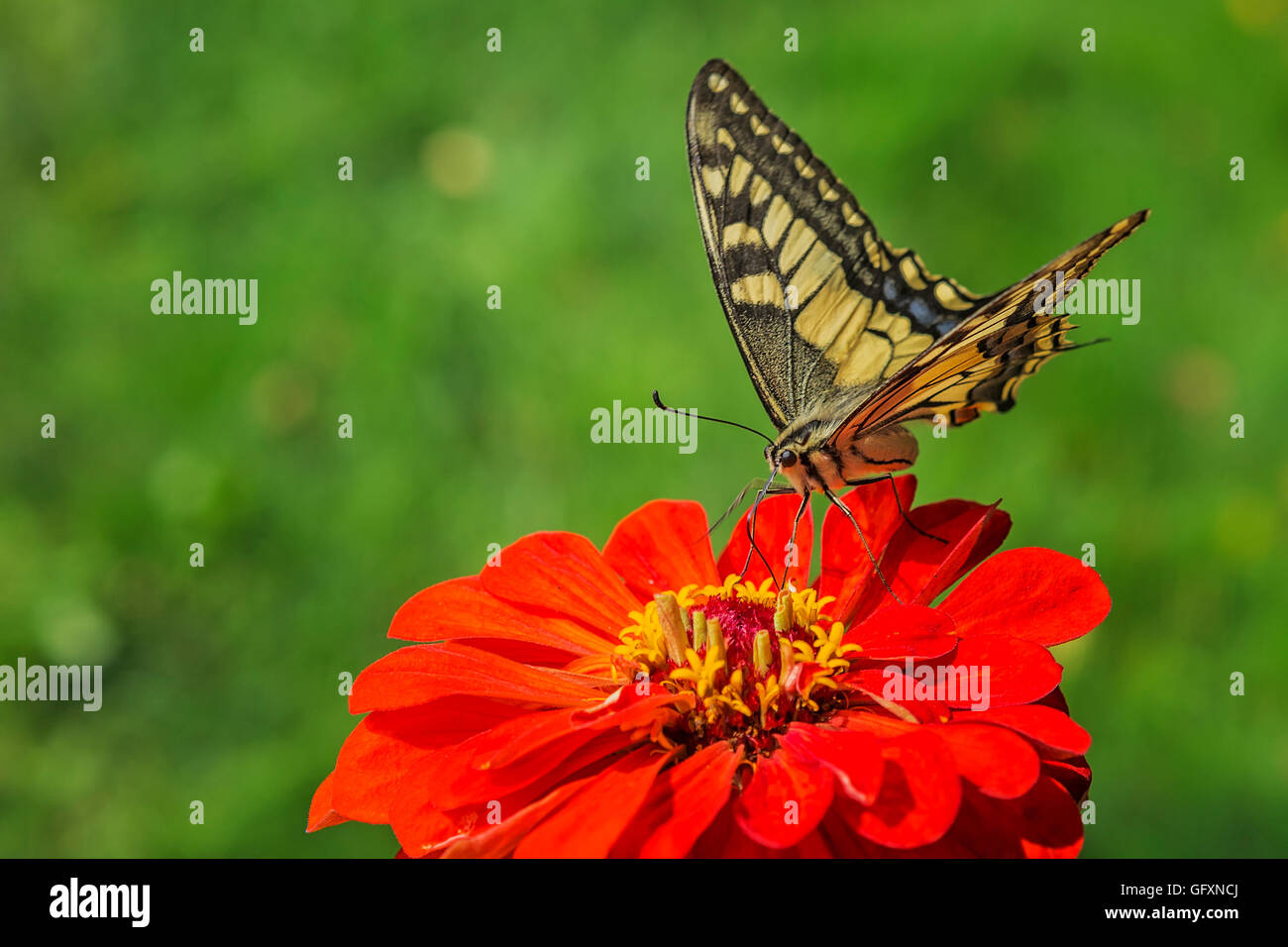 Papillon machaon (Papilio machaon) un papillon rare de la Famille des Papilionidae sur une fleur rouge Banque D'Images