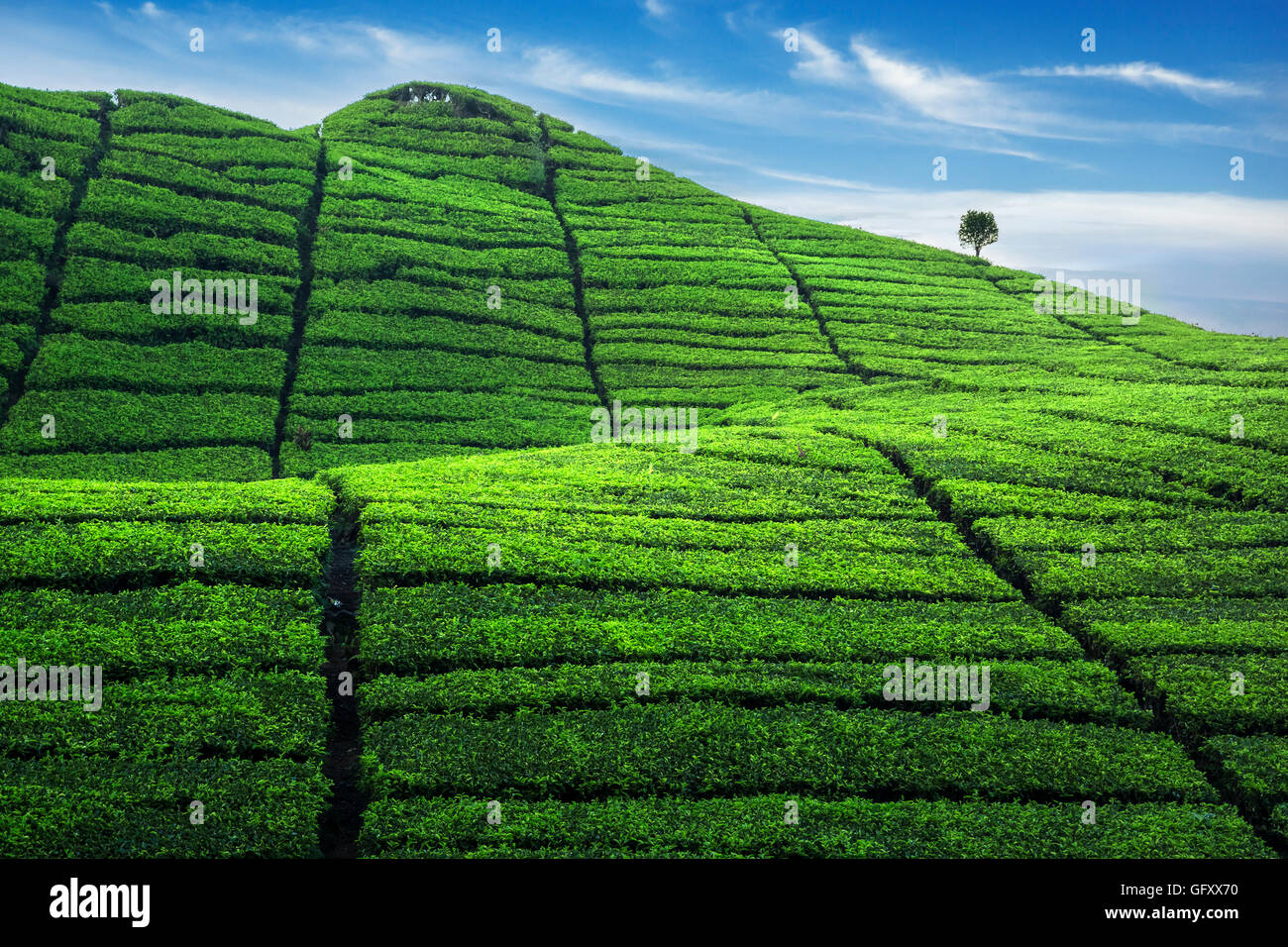 Colline verte de thé Banque D'Images